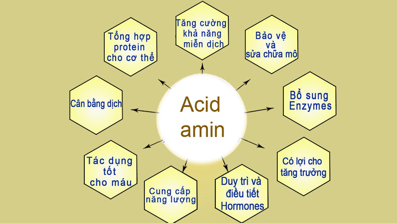 Sữa ong chúa có chứa nhiều axit amin có lợi cho cơ thể