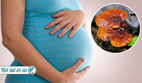 Không nên cho phụ nữ mang thai uống nấm lim xanh